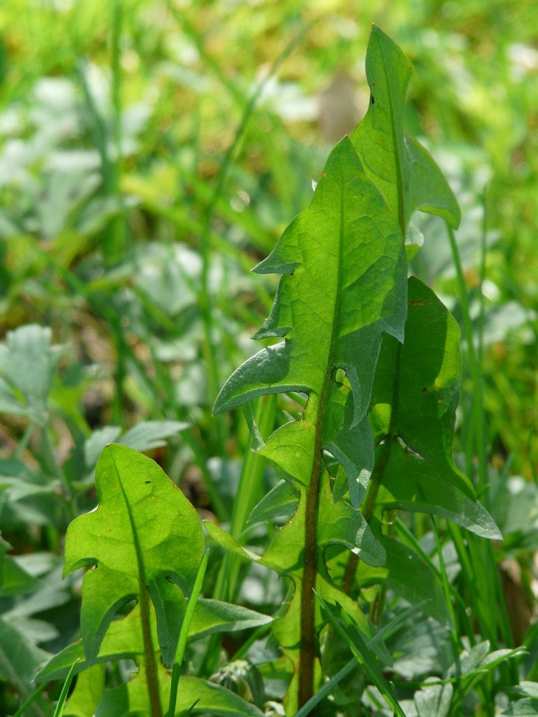 common dandelion, dandelion leaf, leaf
