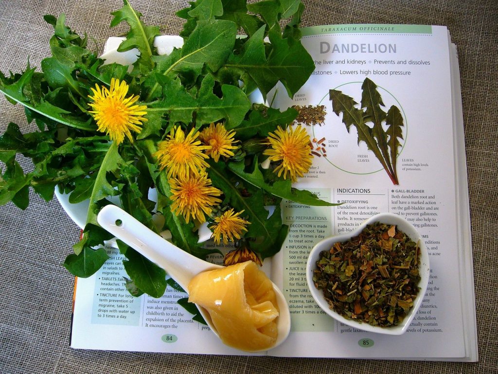 dandelion, herbal remedy, herbal remedies