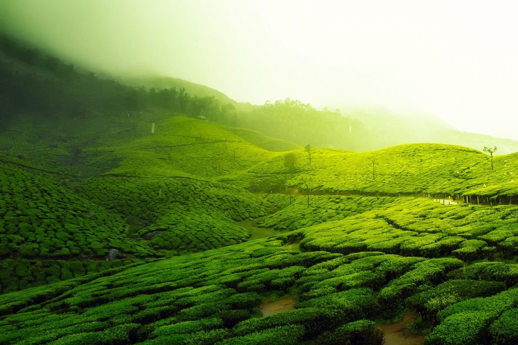 tea plantation, landscape, scenic