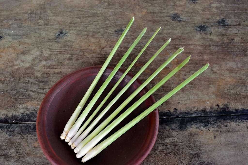 lemongrass, nature, herb