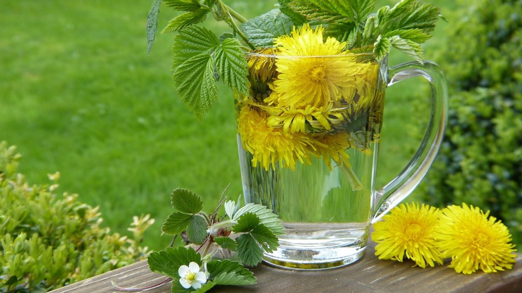 dandelion, taraxum, tea